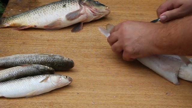 Cleaning fish in unsanitary conditions. Flies and wasps sit on the fish