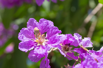 Bungor tree flowers