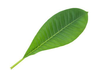 Frangipani leaf isolated on white