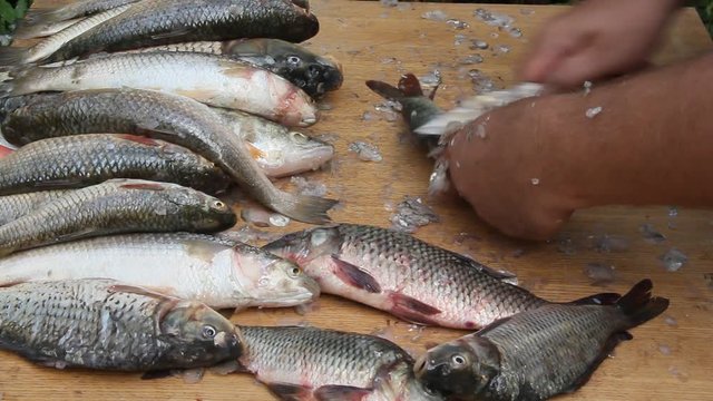 Cleaning fish in unsanitary conditions. Flies and wasps sit on the fish