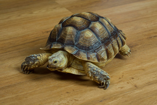 Sea turtle