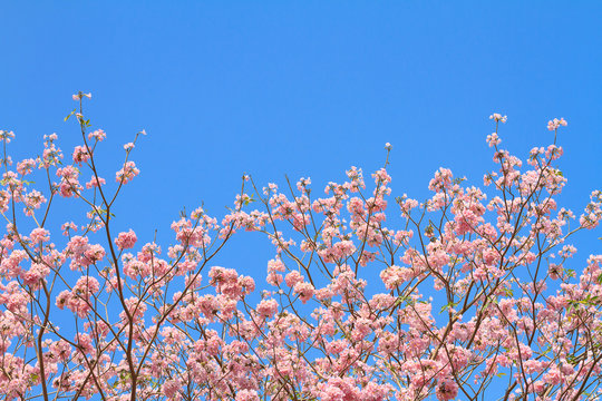 Pink trumpet tree with blooming flowers