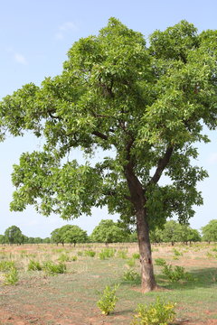 Shea tree,  Kukua Ghana