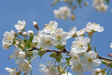 Blühende Sauerkirschen, Prunus cerasus