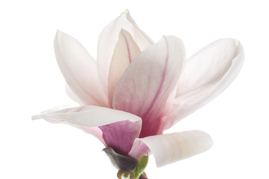Fototapeta Beautiful pink magnolia flower