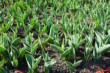 Tulip Sprouts. A Flower Bed of Tulips. Spring Plants, Buds.
