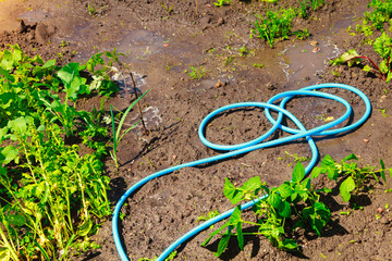 Blue plastic sprayer for gardening