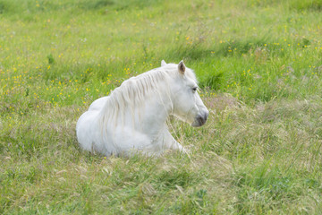 Fototapeta premium Camargue horse lying on a flower bed in a field