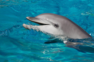 Obraz premium Queue de Dauphins 