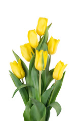 Beautiful bouquet of yellow tulips, isolated on white background
