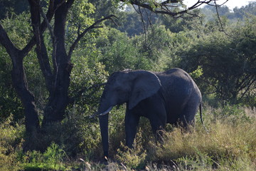 Fototapeta premium Elephant 2