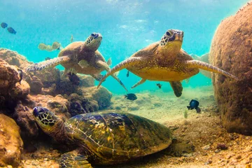 Photo sur Plexiglas Tortue Hawaiian Green Sea Turtle 