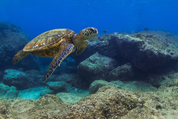 Obraz na płótnie Canvas Hawaiian Green Sea Turtle 