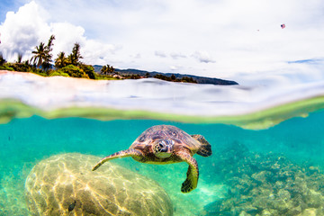 Hawaiian Green Sea Turtle 