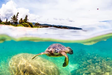 Photo sur Aluminium Tortue Hawaiian Green Sea Turtle 