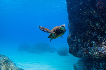 Endangered Hawaiian Green Sea Turtle cruising in the warm waters of the Pacific Ocean in Hawaii