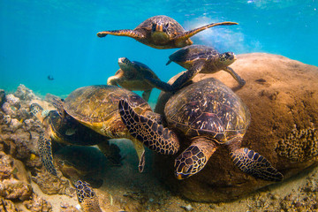 Fototapeta premium Endangered Hawaiian Green Sea Turtle cruising in the warm waters of the Pacific Ocean in Hawaii