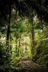 Fototapeta na wymiar Puerto Rican Jungle with walkway