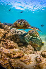 Fototapeta na wymiar Endangered Hawaiian Green Sea Turtle cruising in the warm waters of the Pacific Ocean in Hawaii