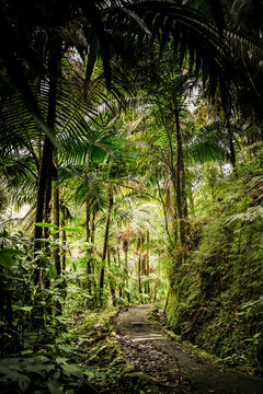 Puerto Rican Jungle with walkway