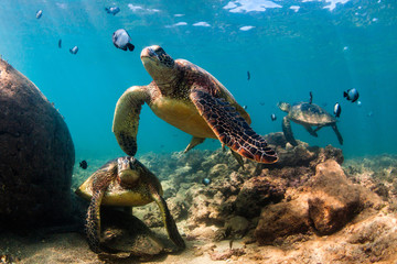 Endangered Hawaiian Green Sea Turtle cruising in the warm waters of the Pacific Ocean in Hawaii - obrazy, fototapety, plakaty