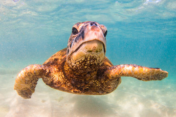 Endangered Hawaiian Green Sea Turtle cruising in the warm waters of the Pacific Ocean in Hawaii