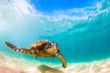 Fototapete Schildkröte Vom Aussterben bedrohte hawaiianische Grüne Meeresschildkröte kreuzt in den warmen Gewässern des Pazifischen Ozeans auf Hawaii