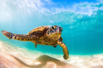 Poster Vom Aussterben bedrohte hawaiianische Grüne Meeresschildkröte kreuzt in den warmen Gewässern des Pazifischen Ozeans auf Hawaii © shanemyersphoto