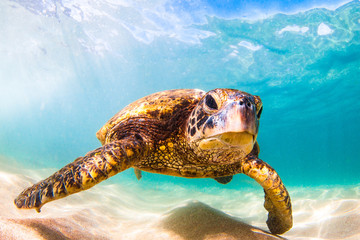 Endangered Hawaiian Green Sea Turtle cruising in the warm waters of the Pacific Ocean in Hawaii