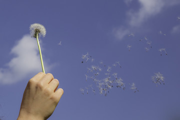 Fliegende Samen einer Pusteblume vor blauem Himmel