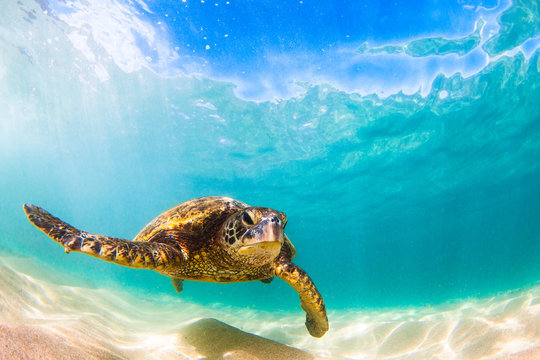 Endangered Hawaiian Green Sea Turtle cruising in the warm waters of the Pacific Ocean in Hawaii
