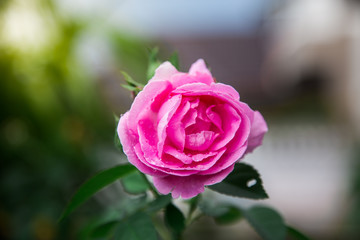 beautiful pink rose
