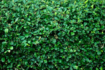 Fototapeta na wymiar The green bush wall