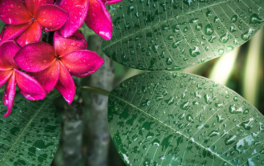 background pink plumeria and leaf