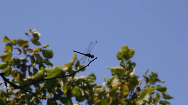 Dragonfly on a branch on blue sky background
