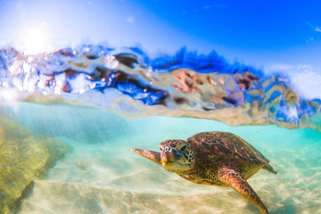 Fototapeta na wymiar Endangered Hawaiian Green Sea Turtle cruising in the warm waters of the Pacific Ocean in Hawaii