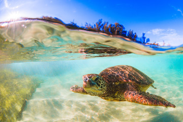 Fototapeta premium Endangered Hawaiian Green Sea Turtle cruising in the warm waters of the Pacific Ocean in Hawaii