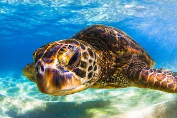 Stickers muraux Tortue Endangered Hawaiian Green Sea Turtle cruising in the warm waters of the Pacific Ocean in Hawaii