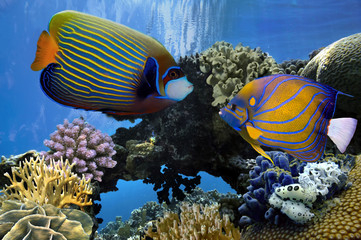 Fototapeta na wymiar Angelfish (Pomacanthidae). Red Sea