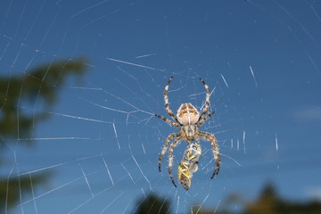 Garden spider and bee