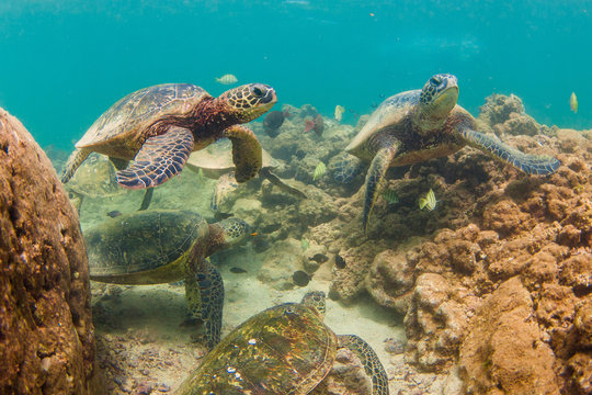 Endangered Hawaiian Green Sea Turtle cruising in the warm waters of the Pacific Ocean in Hawaii