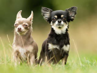 Chihuahua Dog Outdoors