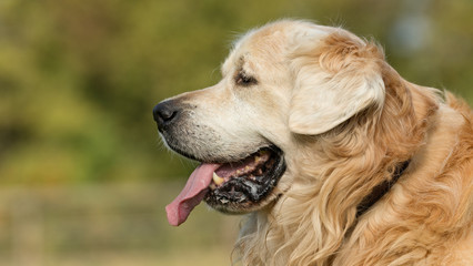 Obraz premium Golden Retriever Dog