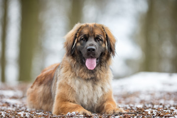 Leonberger dog