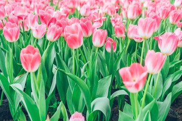 Colorful Tulips,Garden flowers in Shanghai,China.
