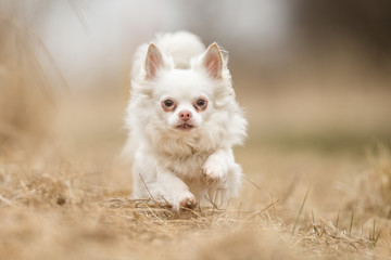 Chihuahua dog