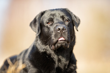 Black labrador retriever