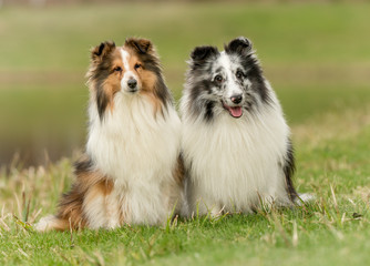 Sheltie dog