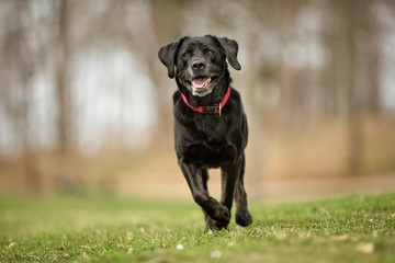 Black labrador retriever