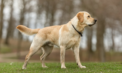 Labrador retriever dog - obrazy, fototapety, plakaty